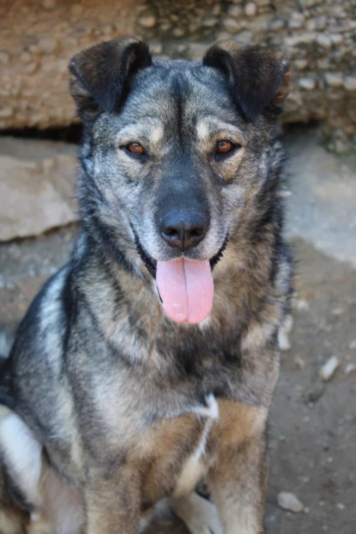 Medo, male 5yo Mixed Breed for adoption at Hands4Animals e.V., Töging