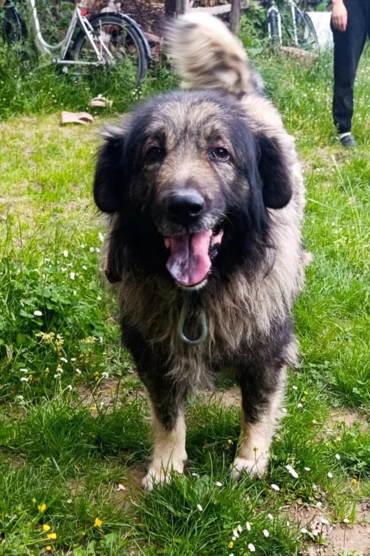 Medo, male 3yo Mixed Breed for adoption at Hands4Animals e.V., Töging
