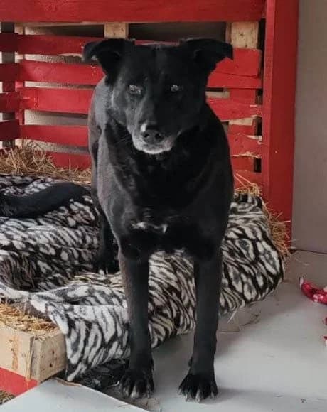 Megi, female senior Mixed Breed for adoption at Hands4Animals e.V., Töging