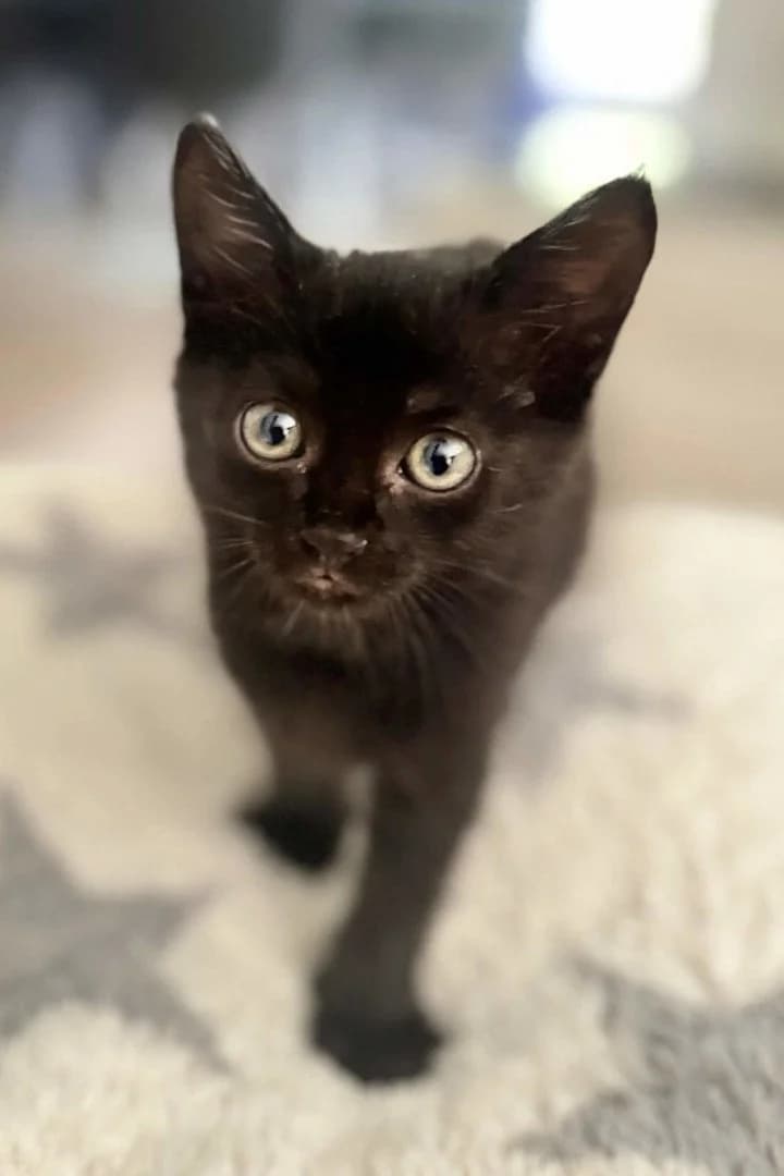Merlin, male puppy Mixed Breed Cat for adoption at Hands4Animals e.V., Töging