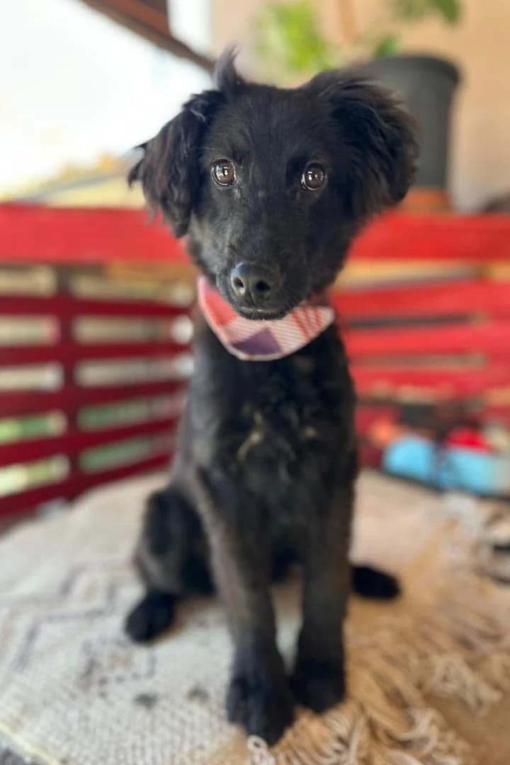 Mićko, male puppy Mixed Breed for adoption at Hands4Animals e.V., Töging