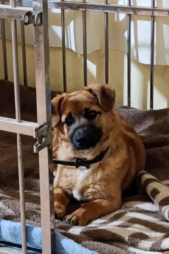 Mihajela, female puppy Mixed Breed for adoption at Hands4Animals e.V., Töging