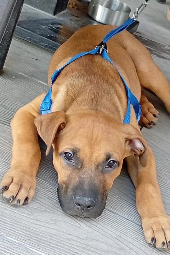 Mika, male puppy Mixed Breed for adoption at Hands4Animals e.V., Töging
