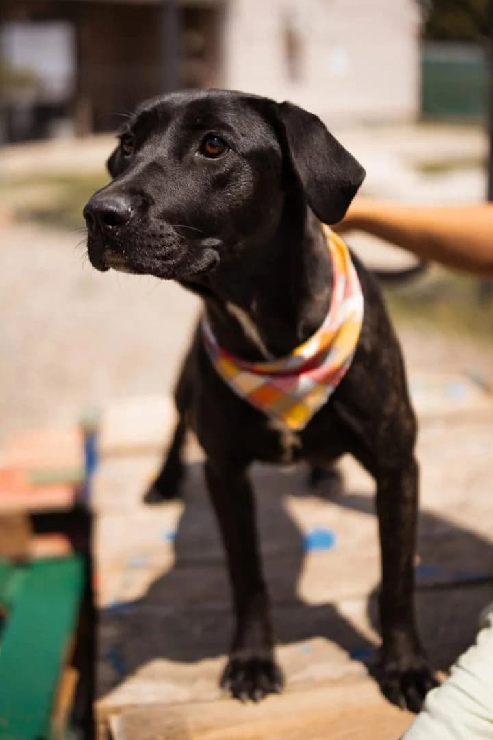 Mika, female puppy Labrador Retriever for adoption at Hands4Animals e.V., Töging