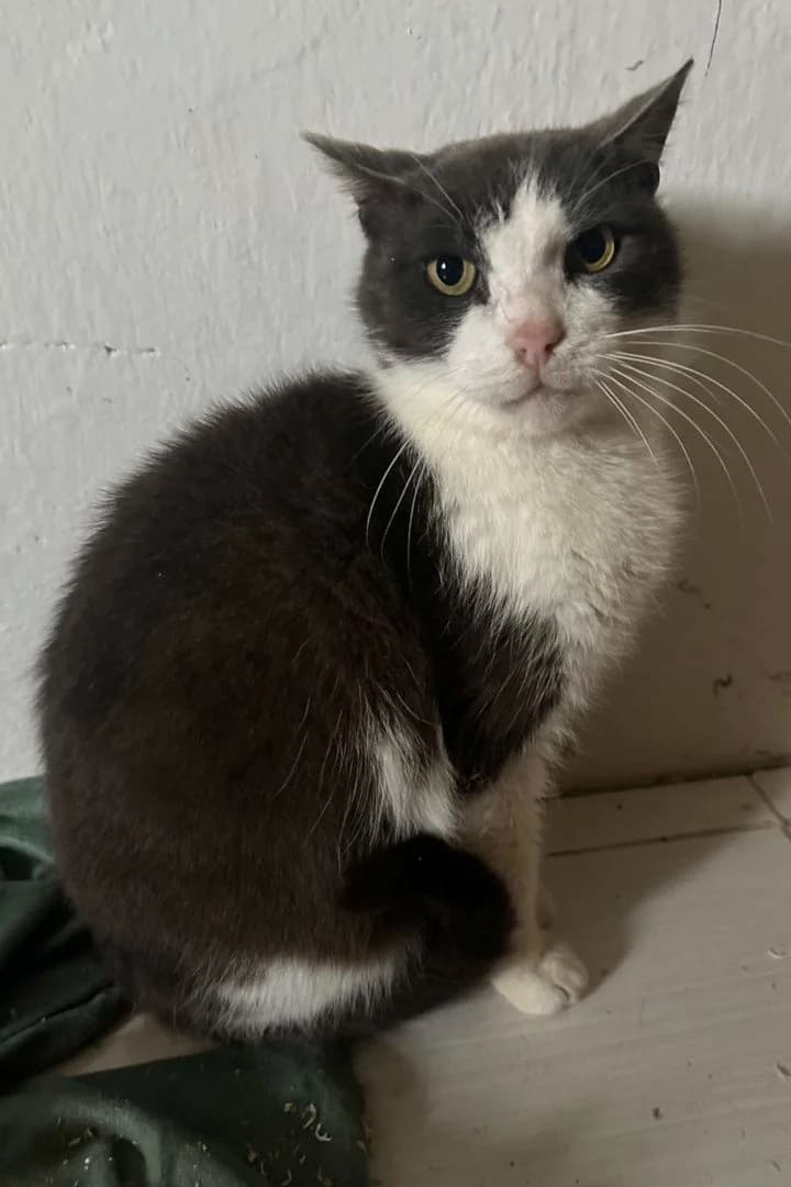 Miki, male young Mixed Breed Cat for adoption at Hands4Animals e.V., Töging