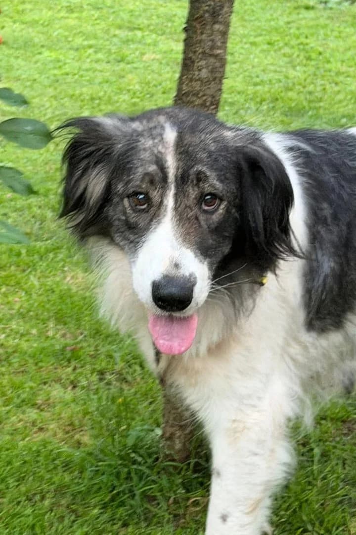 Milla, female 3yo Mixed Breed for adoption at Hands4Animals e.V., Töging