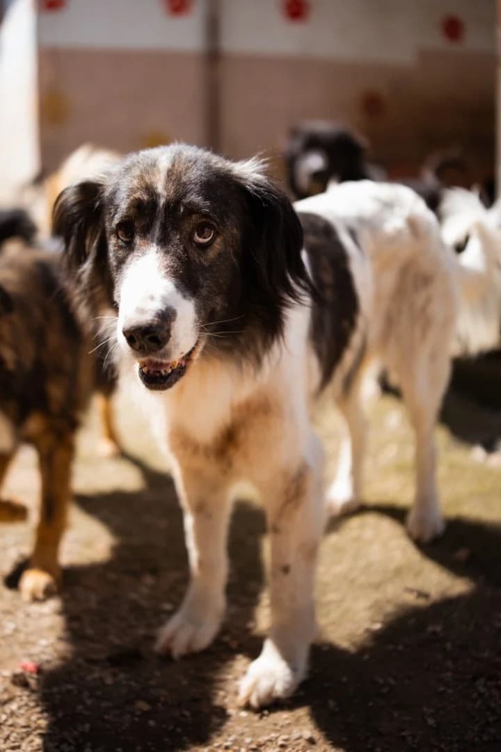 Milla, female 3yo Mixed Breed for adoption at Hands4Animals e.V., Töging