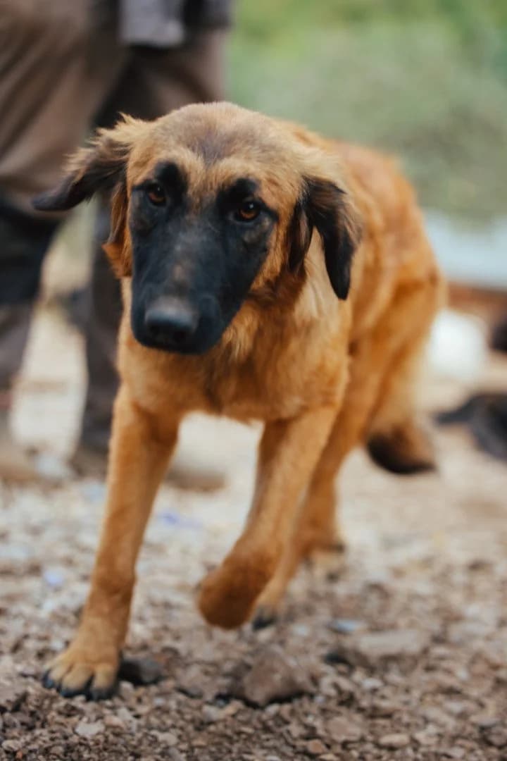Milli, female young Mixed Breed for adoption at Hands4Animals e.V., Töging