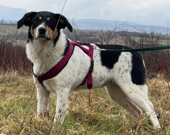 Milly, female young Mixed Breed for adoption at Hands4Animals e.V., Töging