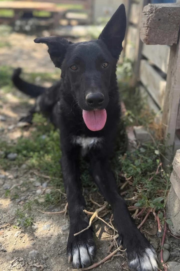 Mima, female puppy German Shepherd for adoption at Hands4Animals e.V., Töging