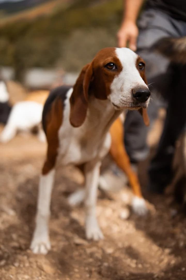 Mira, female puppy Mixed Breed for adoption at Hands4Animals e.V., Töging