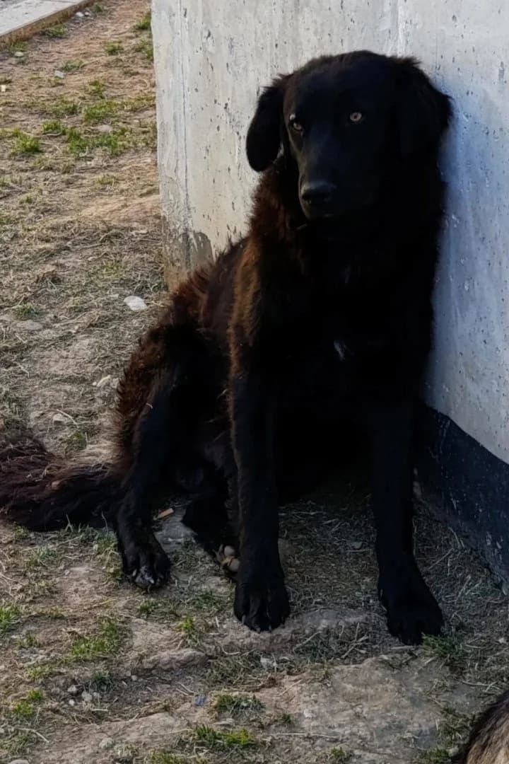 Miran, male young Mixed Breed for adoption at Hands4Animals e.V., Töging