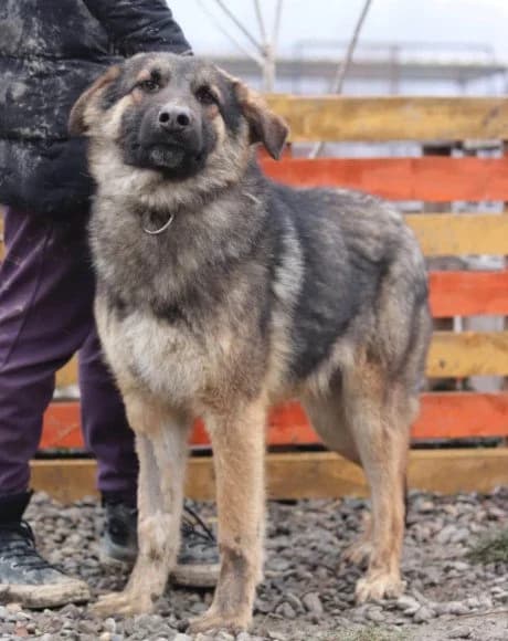 Mo, male young German Shepherd for adoption at Hands4Animals e.V., Töging