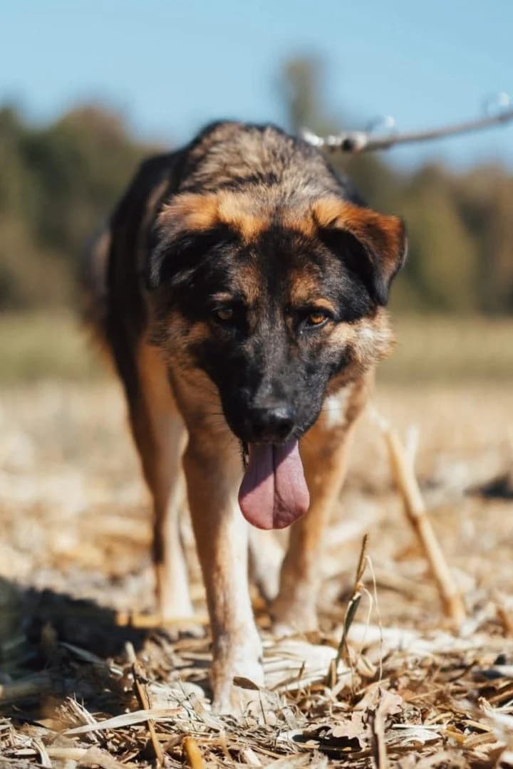 Mo, male young German Shepherd for adoption at Hands4Animals e.V., Töging