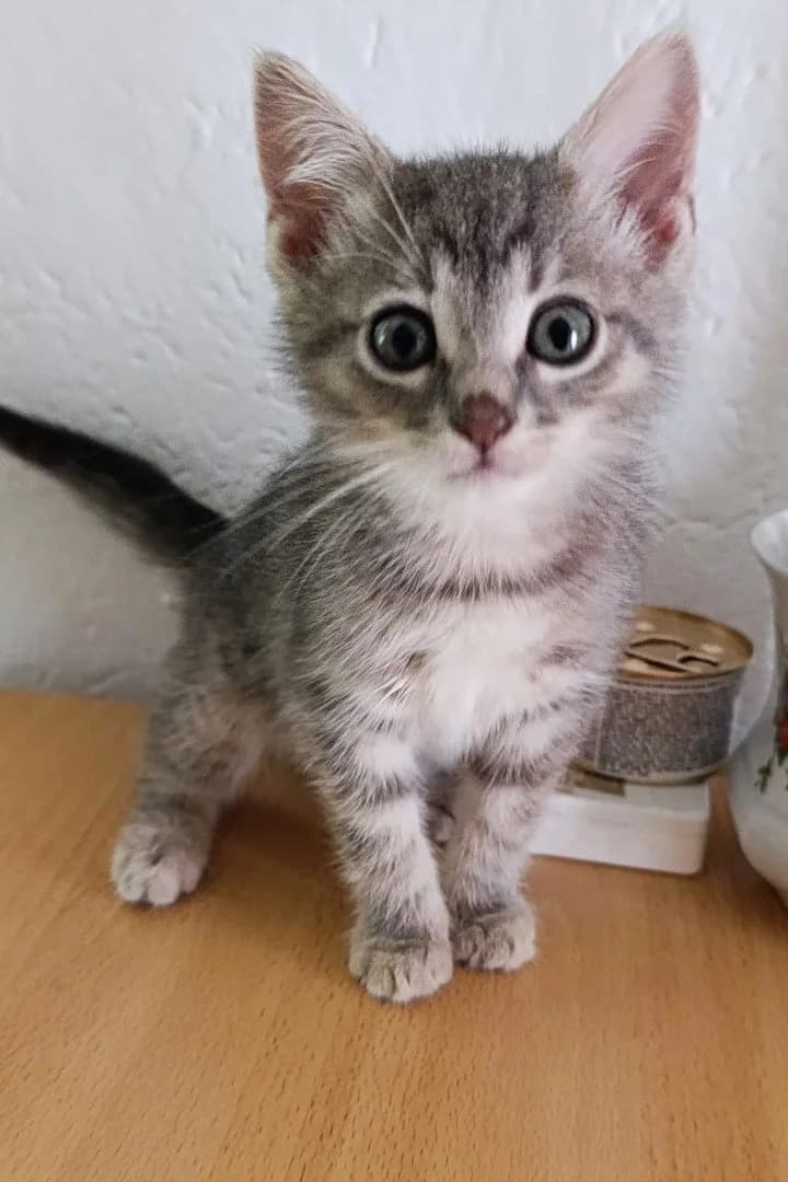 Mochi, female puppy Mixed Breed Cat for adoption at Hands4Animals e.V., Töging