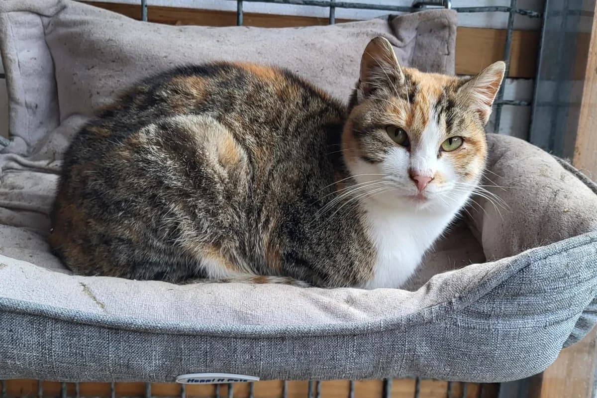 Mona, female puppy Mixed Breed Cat for adoption at Hands4Animals e.V., Töging