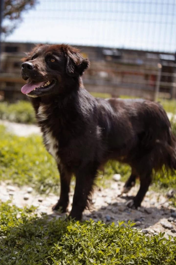 Morach, male 3yo Mixed Breed for adoption at Hands4Animals e.V., Töging