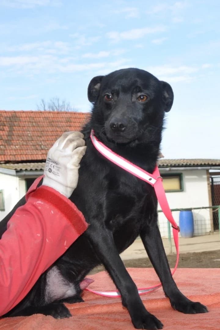 Mousy, male young Mixed Breed for adoption at Hands4Animals e.V., Töging