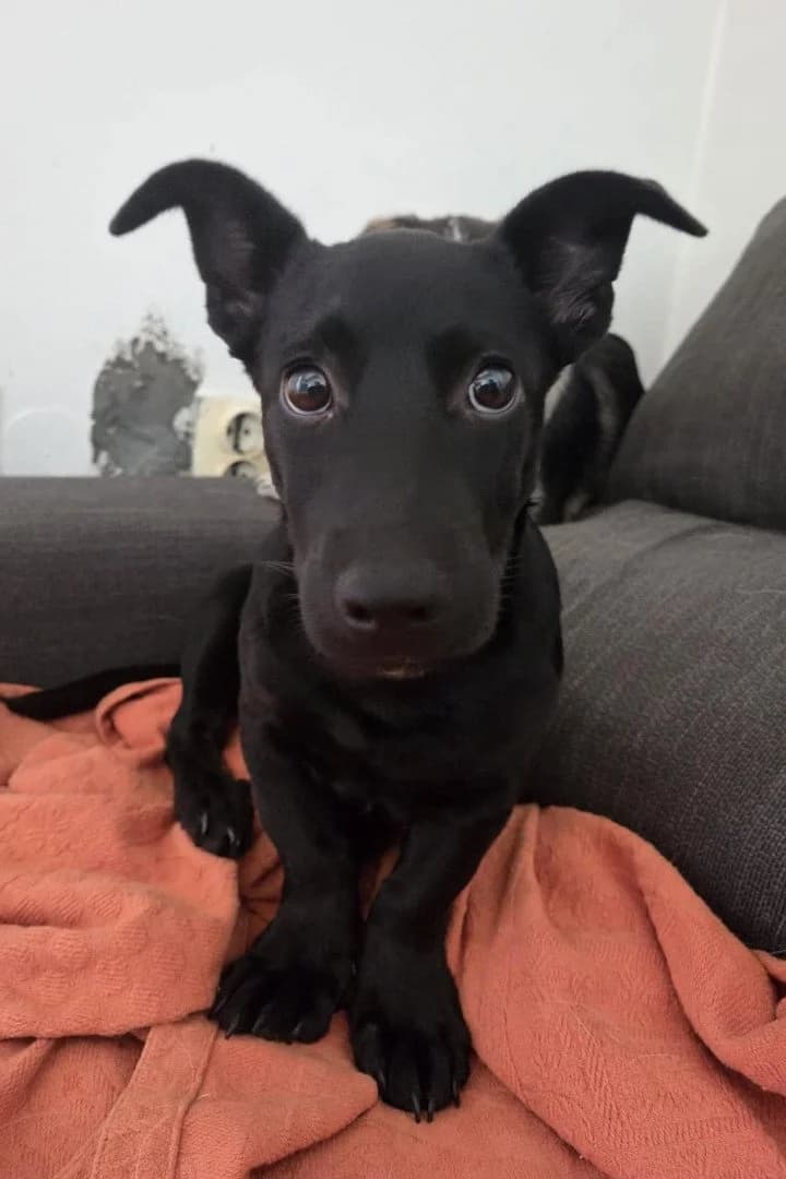 Mrki, male puppy Mixed Breed for adoption at Hands4Animals e.V., Töging