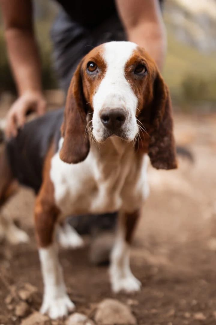 Nada, female 4yo Basset Hound for adoption at Hands4Animals e.V., Töging