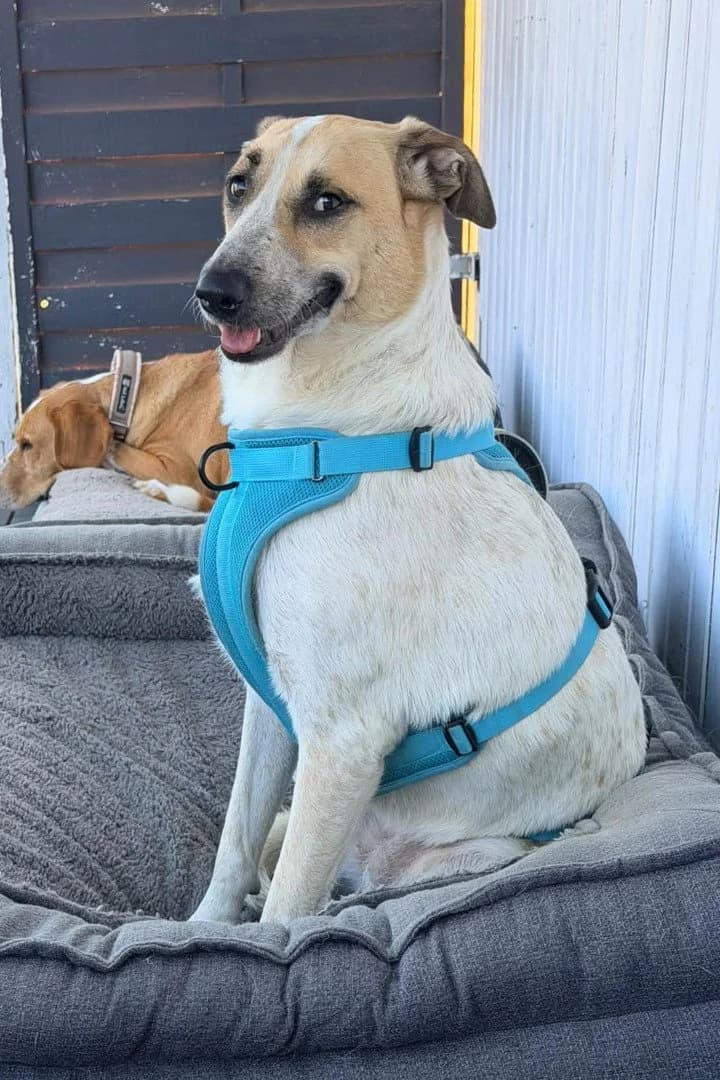 NALA in 84513 Töging am Inn, female 3yo Mixed Breed for adoption at Hands4Animals e.V., Töging