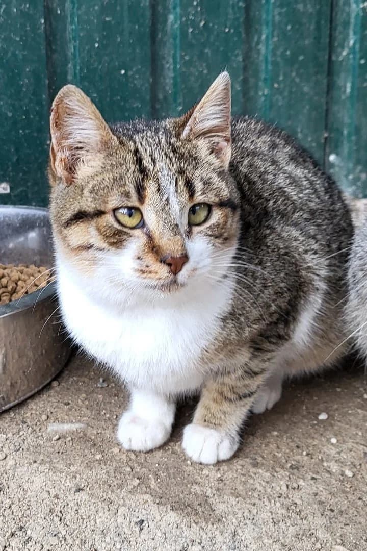 Nami, female puppy Mixed Breed Cat for adoption at Hands4Animals e.V., Töging