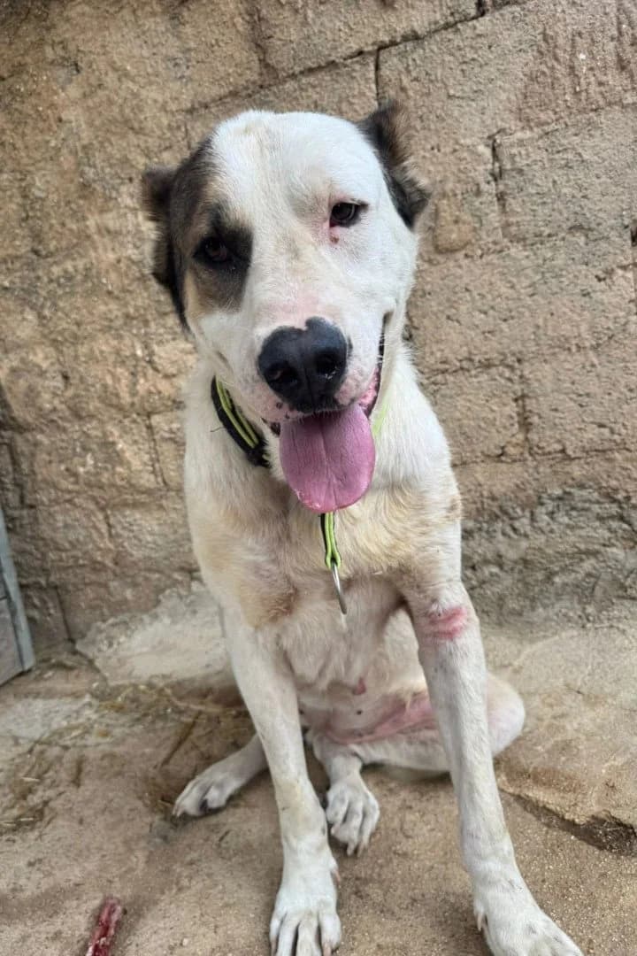 Nelica, female 3yo Mixed Breed for adoption at Hands4Animals e.V., Töging