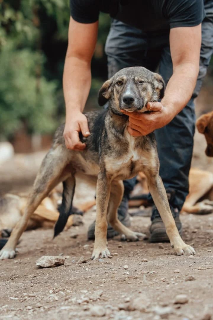 Nica, female puppy Mixed Breed for adoption at Hands4Animals e.V., Töging