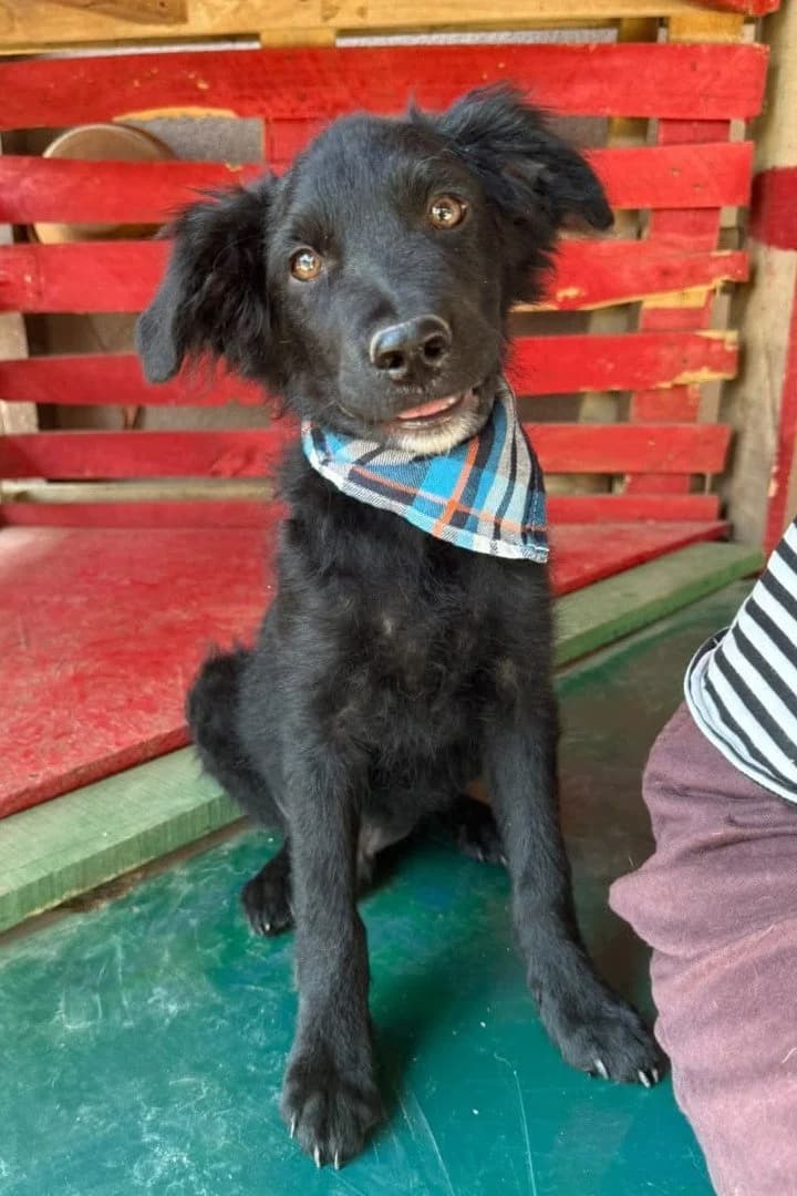 Niron, male puppy Mixed Breed for adoption at Hands4Animals e.V., Töging