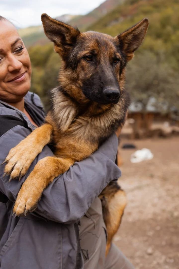 Nora, female young German Shepherd for adoption at Hands4Animals e.V., Töging