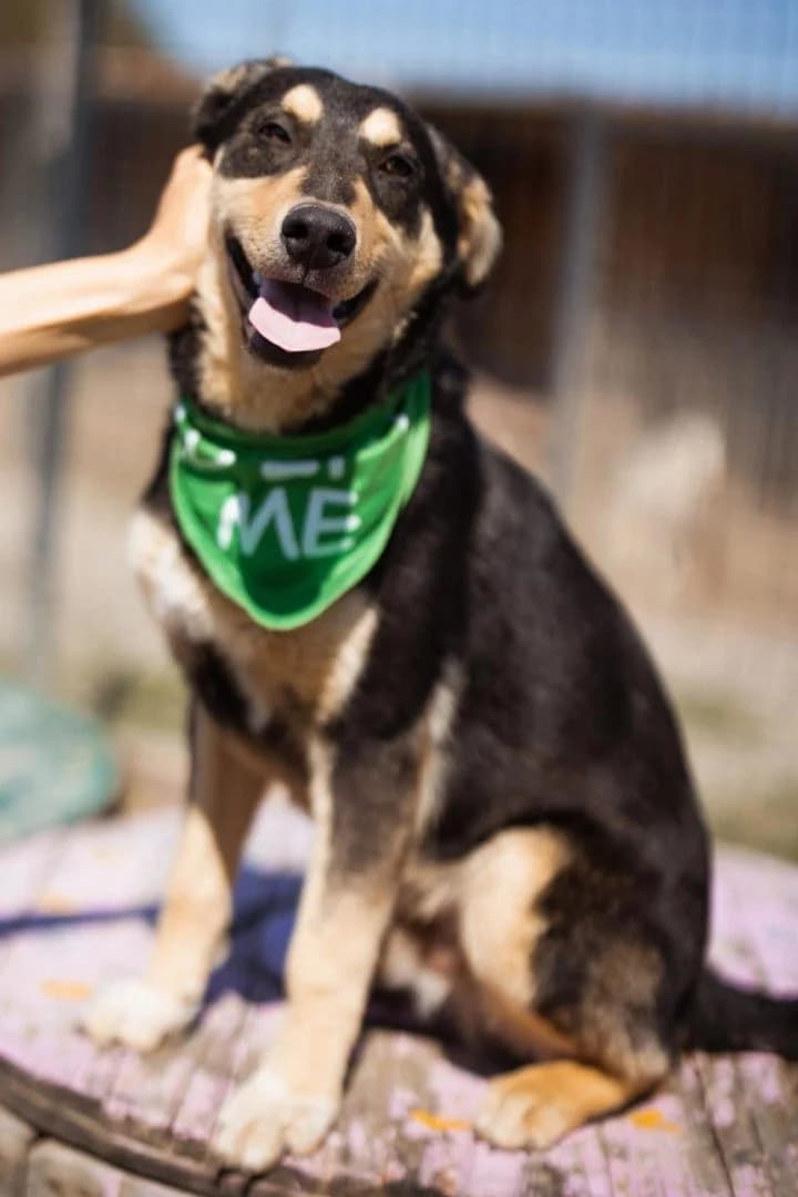 Norio, male young Mixed Breed for adoption at Hands4Animals e.V., Töging