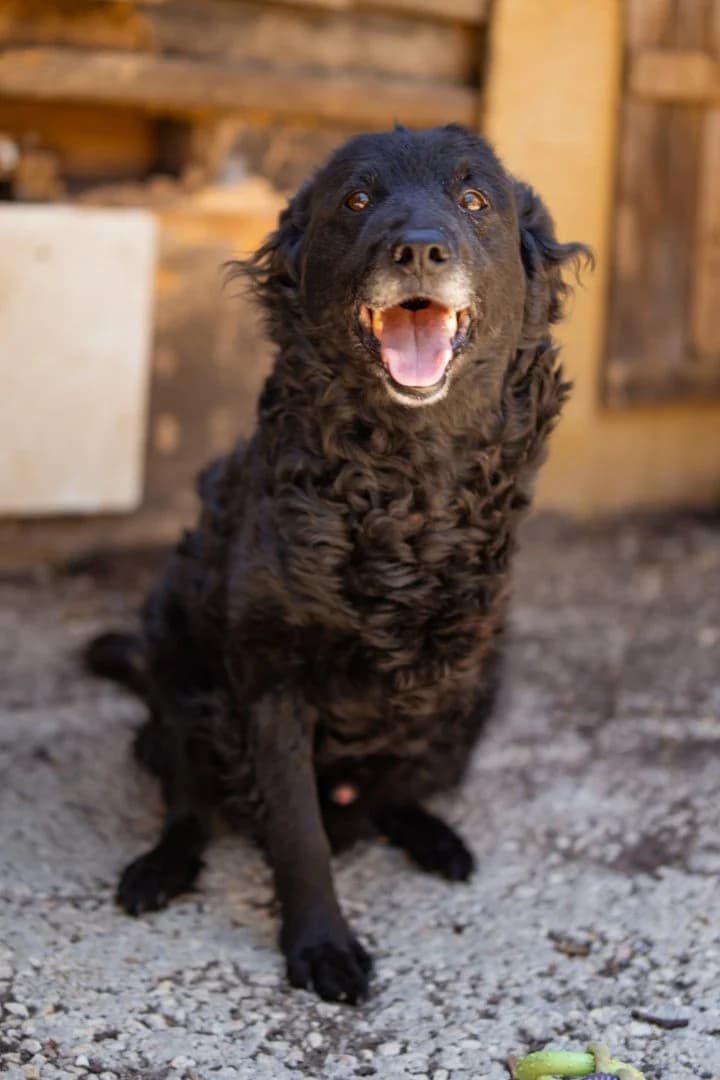 NOX (Nino), male 5yo Mixed Breed for adoption at Hands4Animals e.V., Töging