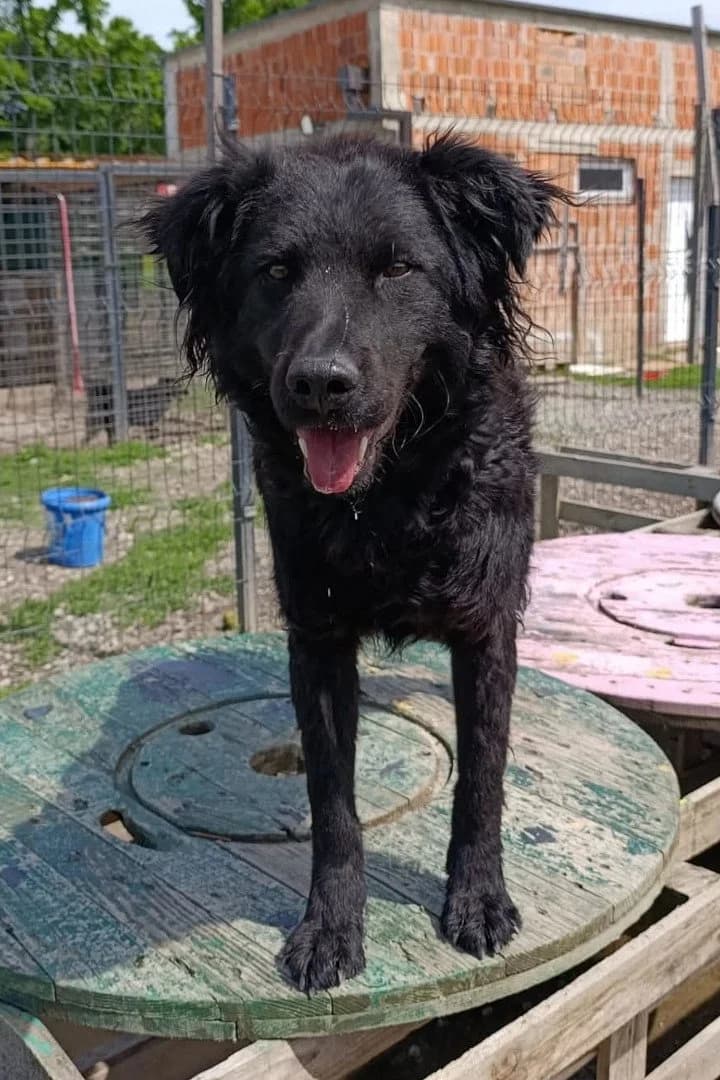Oddie, male 3yo German Shepherd for adoption at Hands4Animals e.V., Töging