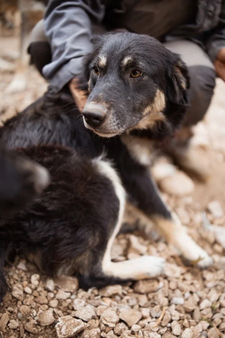 Oli, male young Mixed Breed for adoption at Hands4Animals e.V., Töging