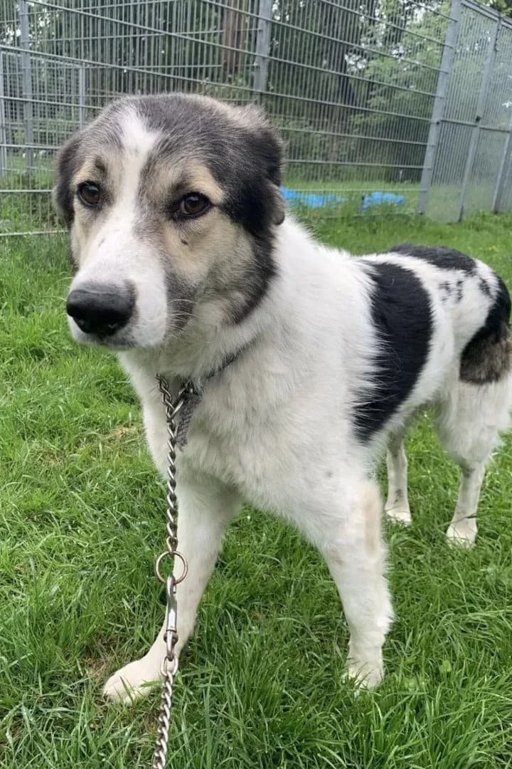 Olive, female mixed breed for adoption at Hands4Animals e.V., Töging