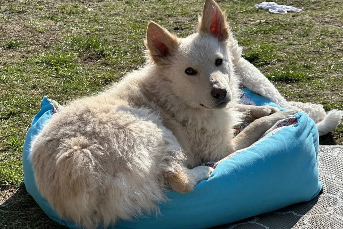 OLIVER in 31621 Pennigsehl, male young German Shepherd for adoption at Hands4Animals e.V., Töging