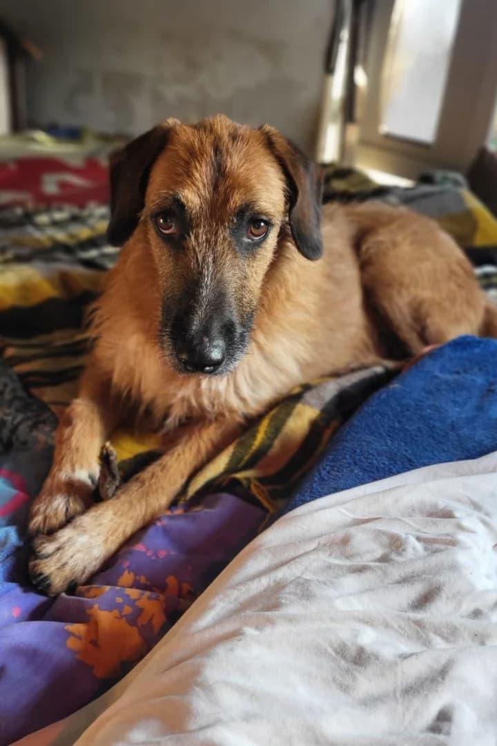 OSCAR in 74749 Rosenberg, male 4yo Mixed Breed for adoption at Hands4Animals e.V., Töging