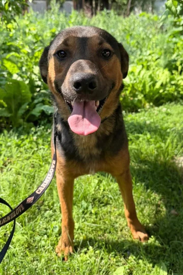 Oskar, male young Mixed Breed for adoption at Hands4Animals e.V., Töging