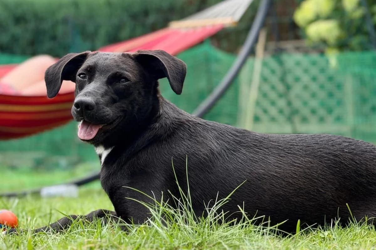 PAULA in 21493 Schwarzenbek, female young Mixed Breed for adoption at Hands4Animals e.V., Töging