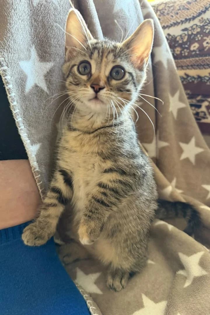 Peach, female puppy Mixed Breed Cat for adoption at Hands4Animals e.V., Töging