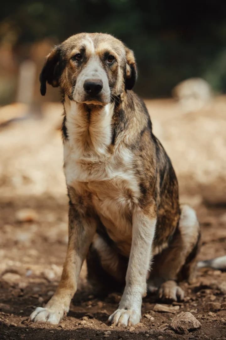 Pero, male young Mixed Breed for adoption at Hands4Animals e.V., Töging