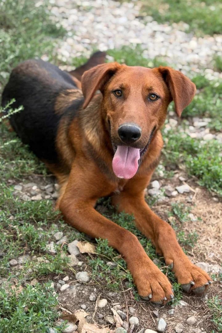 Petar, male young Mixed Breed for adoption at Hands4Animals e.V., Töging