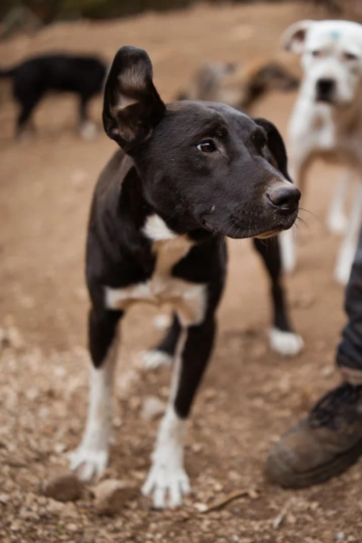 Pidi, female young Mixed Breed for adoption at Hands4Animals e.V., Töging