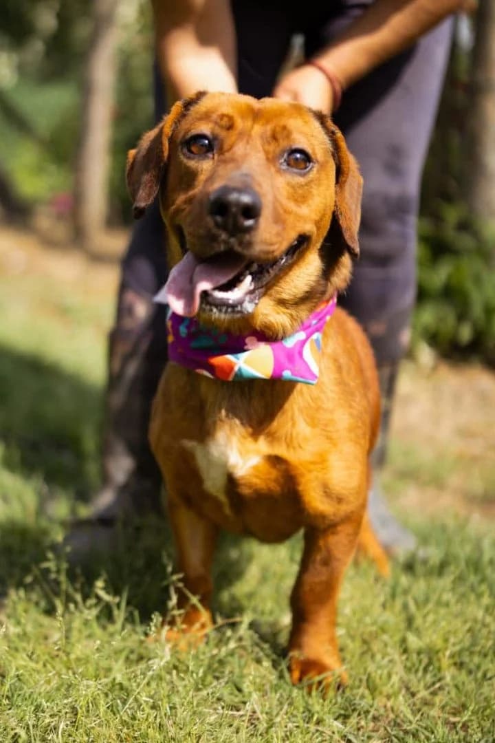 Pippilotta, female young Dachshund for adoption at Hands4Animals e.V., Töging