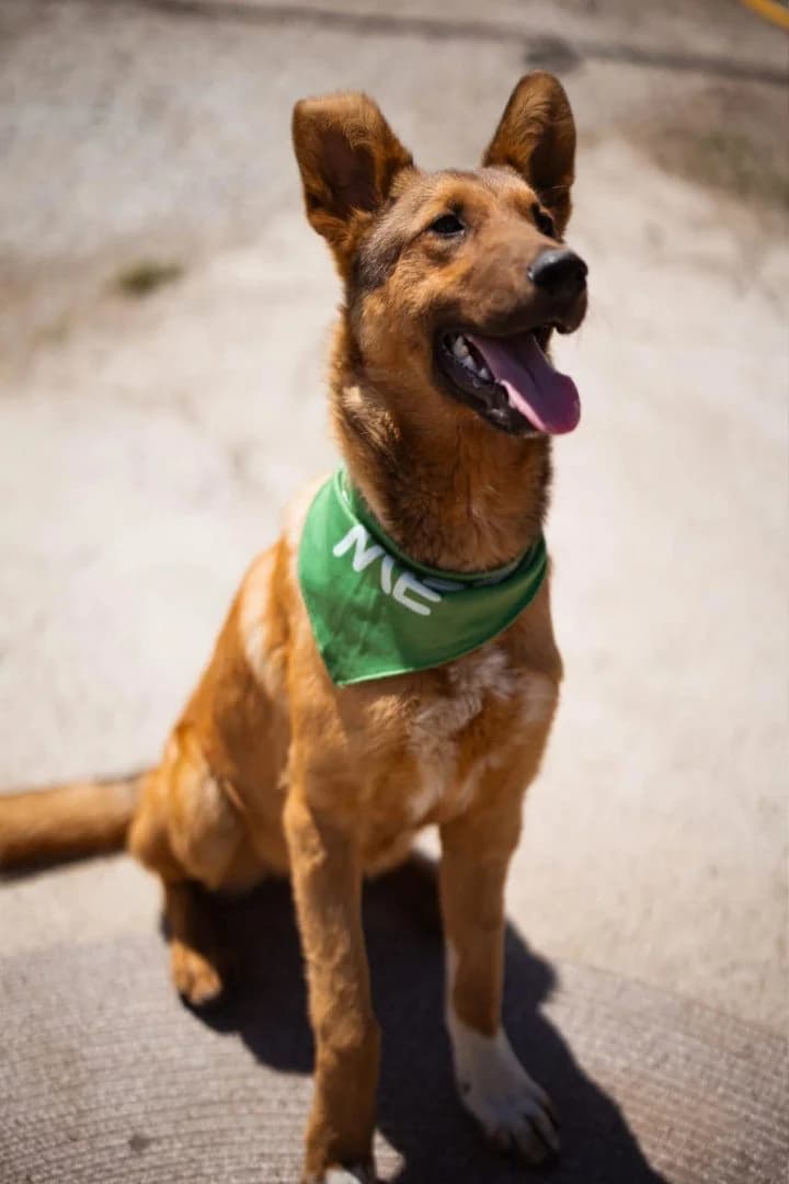 Pongo, male young Mixed Breed for adoption at Hands4Animals e.V., Töging