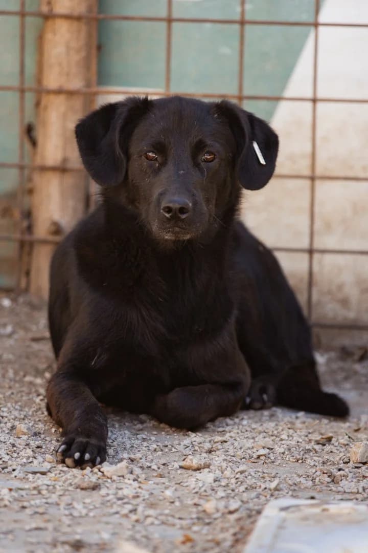 Prince, male young Mixed Breed for adoption at Hands4Animals e.V., Töging