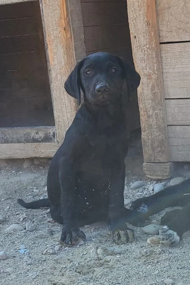 Rieka, female puppy Mixed Breed for adoption at Hands4Animals e.V., Töging