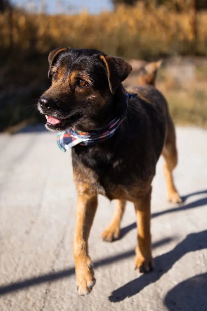 Rikki, male senior Mixed Breed for adoption at Hands4Animals e.V., Töging