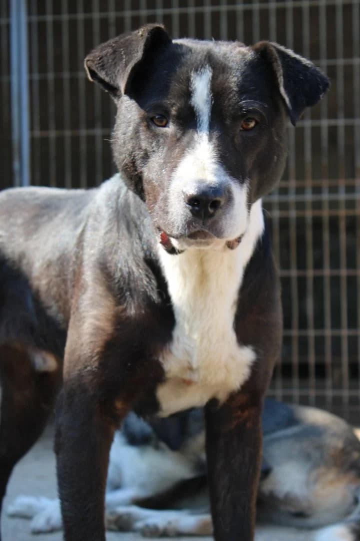 Rim, male 3yo Mixed Breed for adoption at Hands4Animals e.V., Töging