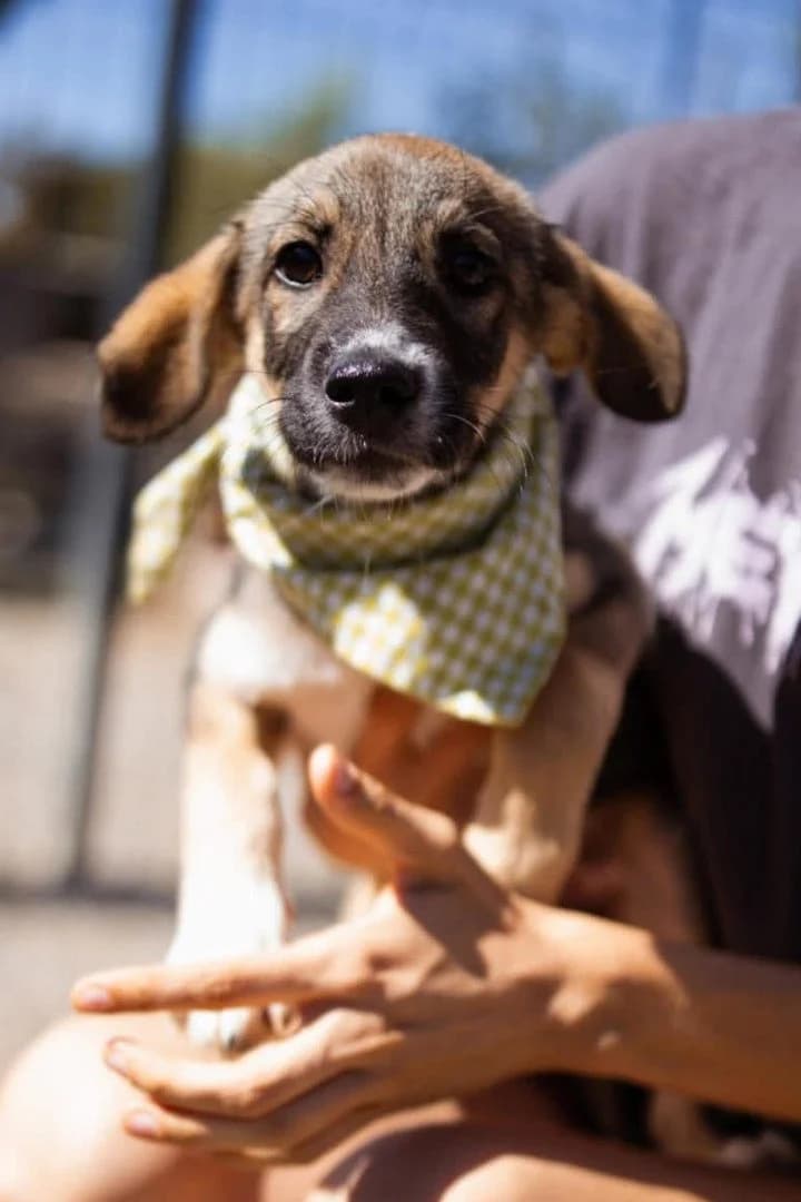 River, female puppy Mixed Breed for adoption at Hands4Animals e.V., Töging
